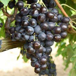 Виноград плодовый Рошфор (Р9) ВУ