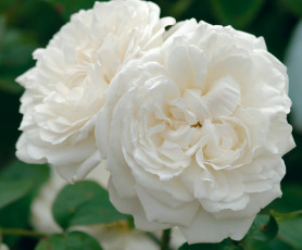 Роза англ. парк. Винчестер Кэсидрал бел. (C7) ЦС