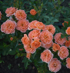 Роза миниатюрная Нинетта (С4) ЦС