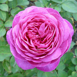 Роза миниатюрная Хайди Клум (С4) ЦС