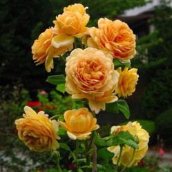 Роза английская Голден Селебрейшн, Roza (S) Golden Celebration (c25) кфх