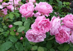 Роза английская Мэри Роуз, Roza (S) Mary Rose (c20) кфх