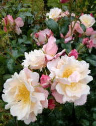 Роза флорибунда Роузромантик, Roza (F) Roseromantic (с20) кфх