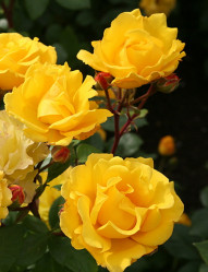 Роза флорибунда Штутгардия, Rosa (F) Stuttgardia (с20) кфх