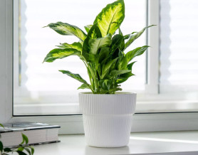 Горшок Алемар VipSet 4,8л белый с дренажной системой