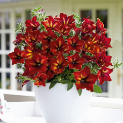 Петуния Crazytunia Mandeville (P9)