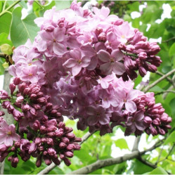 Сирень обыкновенная Маршал Баграмян (с25, 80/100) кфх