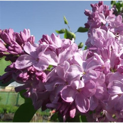 Сирень обыкновенная Маршал Бирюзов (с20, 60/80) кфх