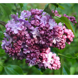 Сирень обыкновенная Маршал Малиновский (с10, 40/60) кфх