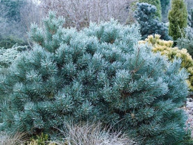 Сосна обыкновенная Чантри Блю (60/80, B+S) (pl)