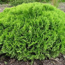 Туя западная Даника (40/60, c20) (pl/s.)