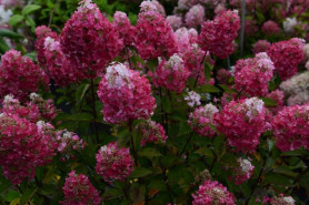 Гортензия метельчатая Самарская Лидия (60/80, WRB/с65) ЦС