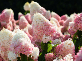 Гортензия метельчатая Строберри Блоссом (60/80, WRB/с65) ЦС