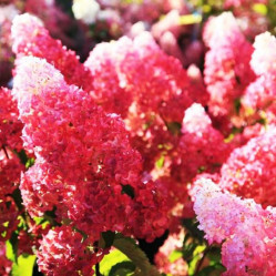 Гортензия метельчатая Фрайз Мельба (80/100, WRB/с65) ЦС