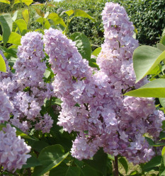 Сирень обыкновенная Мишель Бюхнер (с10, 60/80) кфх