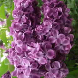 Сирень обыкновенная Патриот (c10, 60/80) кфх