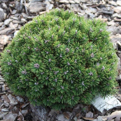 Сосна горная Мопс (25/40, с5) к.тр.