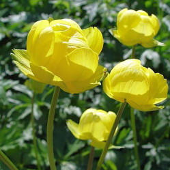 Купальница культурная Лемон Супрем (с2/3) п.лес
