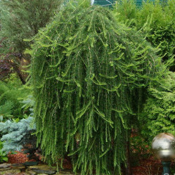 Лиственница европейская Пули (Pa 120, с10) кфх