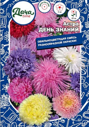 Астра Астра День знаний Дача тайм