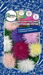 Астра Астра игольчатая Гиганские лучи Дача тайм