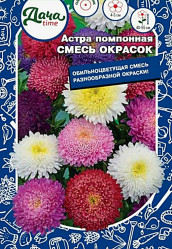 Астра Астра помпонная Смесь окрасок Дача тайм