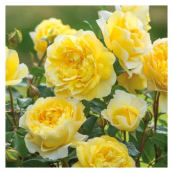 Роза англ. шраб Зе Поэтс (желт) Сиберика