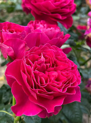 Роза англ. шраб Кейт (пурп.-розов) Сиберика