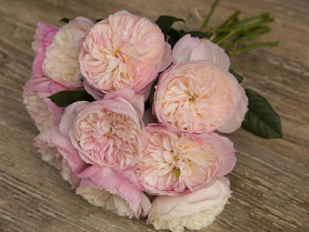 Роза англ. шраб Констанс (розов) Сиберика