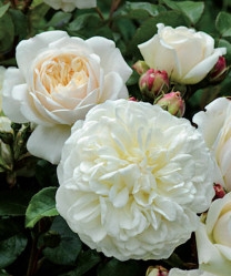 Роза англ. шраб Транвилити (белый) Сиберика