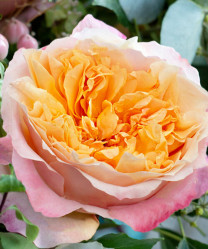 Роза англ. шраб Эдит (розов- оранж) Сиберика