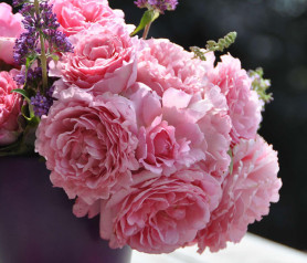 Роза плетистая Бьенвеню (розов) Сиберика