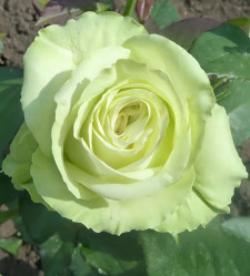 Роза спрей Нефрит (зеленый) Сиберика