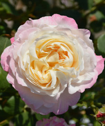 Роза флорибунда Андре Брише (бело-розов) Сиберика