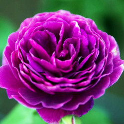 Роза флорибунда Минерва (темно-сиренев) Сиберика