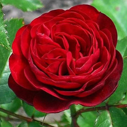 Роза флорибунда Торнадо (красный) Сиберика