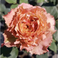 Роза ч/г Кантри Спирит Луиза (оранж) Сиберика