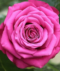 Роза ч/г Прешес Моментс (темно-розов) Сиберика