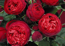 Роза ч/г Ред Пиано (красный) Сиберика