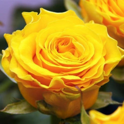 Роза ч/г Сфинкс (желтый) Сиберика