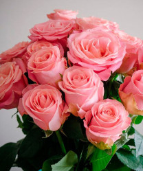 Роза ч/г Хермоза (розов) Сиберика