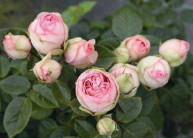 Роза ч/г Чарминг Пиано (розов) Сиберика