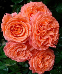 Роза шраб Эмиль Гийо (оранж) Сиберика