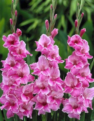 Гладиолус Вайлет Кинг 10/12 (10шт./уп.) (Солн.сад)