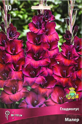 Гладиолус Малер 10/12 (10шт./уп.) (Солн.сад)