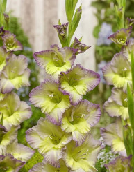 Гладиолус Мунлайт Шэдоут 10/12 (5шт./уп.) (Солн.сад)