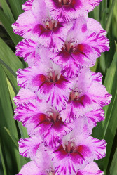 Гладиолус Пассост 10/12 (5шт./уп.) (Солн.сад)