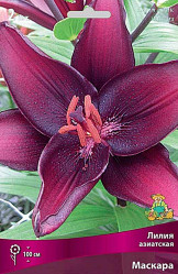 Лилия Маскара (азиат.) 12/14 (3шт./уп.) (Солн.сад)