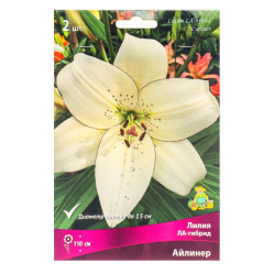 Лилия Айлинер (ла-гибр.) 12/14 (5шт./уп.)