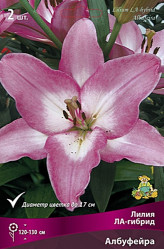 Лилия Албуфейра (ла-гибр.) 12/14 (5шт./уп.) (Солн.сад)